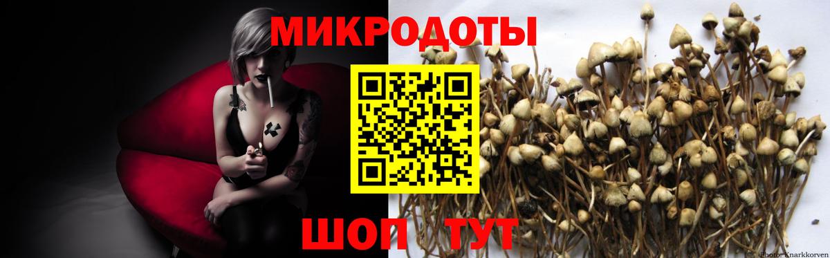 Галлюциногенные грибы Psilocybe  Вход с VPN  Луга  Галлюциногенные грибы Cubensis 